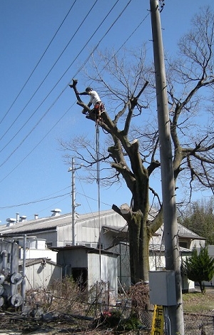 千代田町の庭木伐採、立木枝落し、草刈りを承ります。
