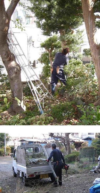 伊勢崎市の庭木伐採、立木枝落し、草刈りを承ります。